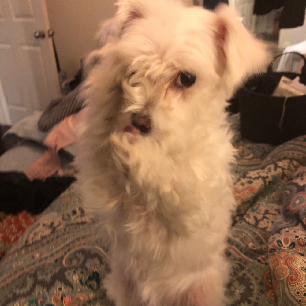 Meet your Posher, Jenn jenn